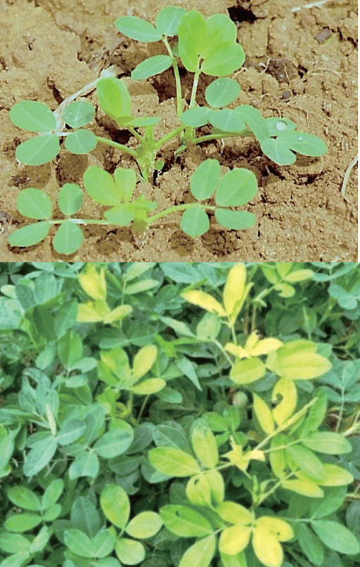 花生缺硫的症状解决方案:①种植花生施用磷肥时尽量选用含硫的磷肥