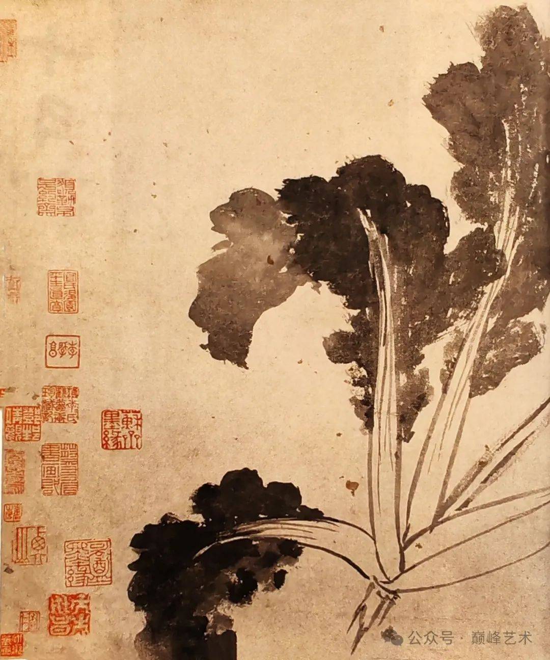 每日一画 | 辛夷墨菜图卷