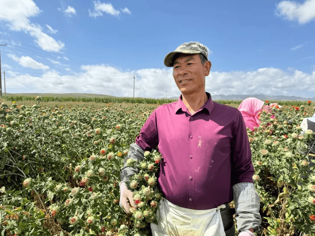 农村5个药材种植致富项目(农村5个药材种植致富项目60万阅读)