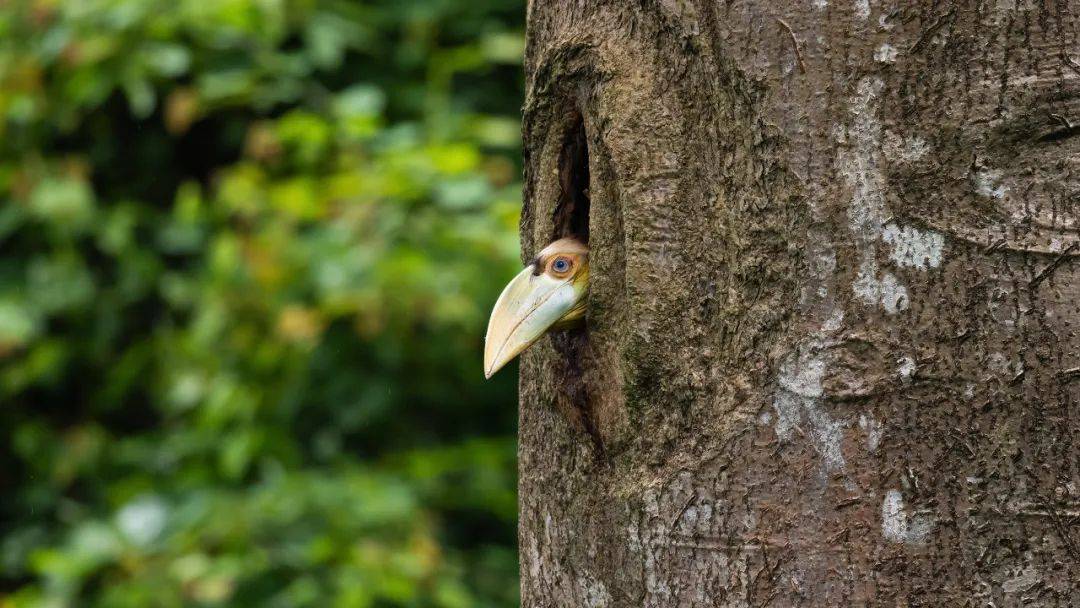 生态云南 | 德宏拍到我国第3次花冠皱盔犀鸟出巢影像