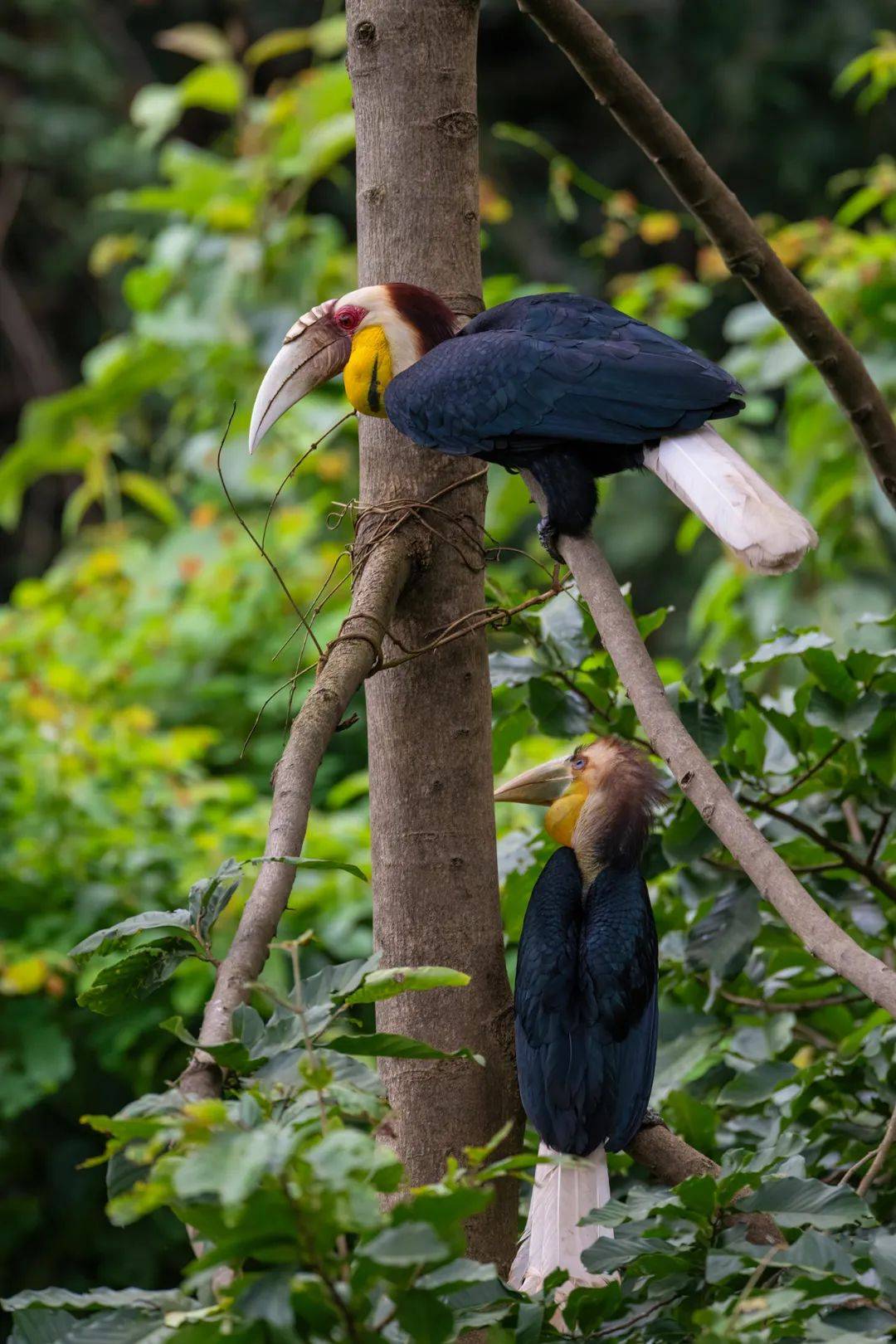 生态云南 | 德宏拍到我国第3次花冠皱盔犀鸟出巢影像