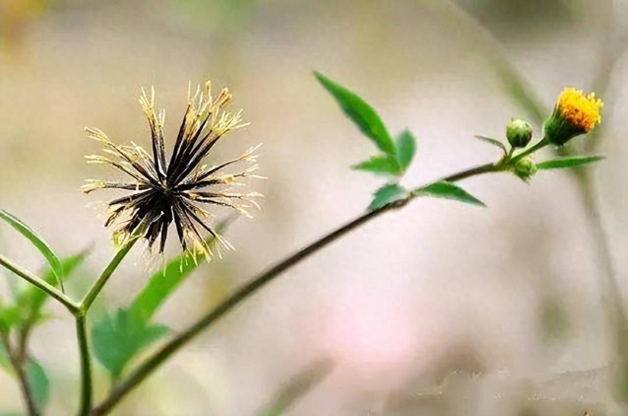 鬼针草：农村的鬼见愁 鬼针草，江湖人称婆婆针、一包针、鬼见愁，听起来就不是好惹的角色