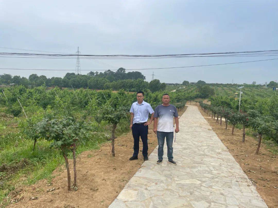 【助兴惠农】孝昌农商银行丰山支行:桃子香满园 "贷"动大振兴