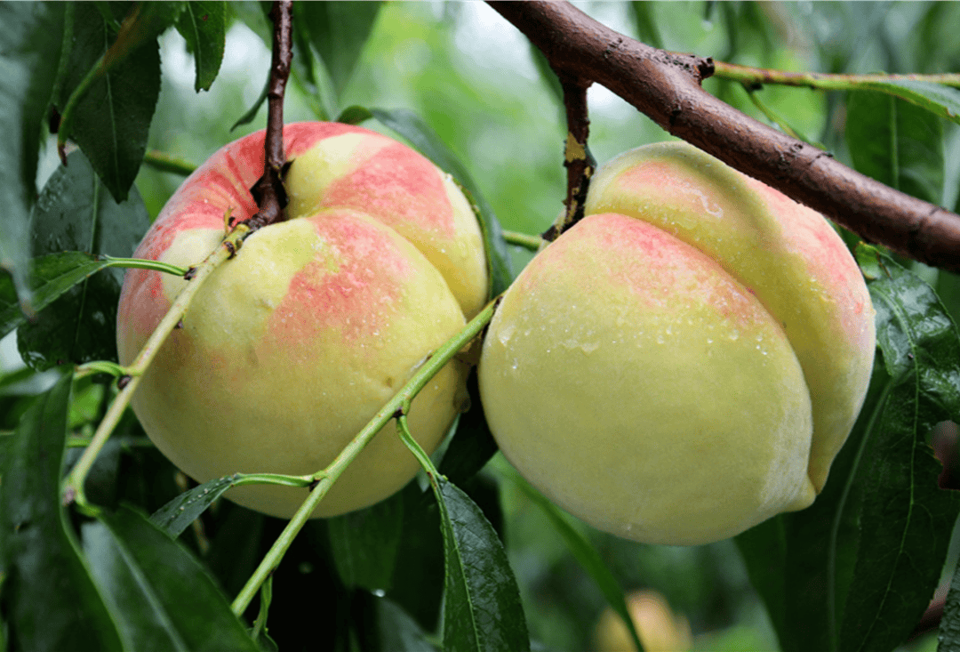 肥城:守护肥城桃 保障民生权益