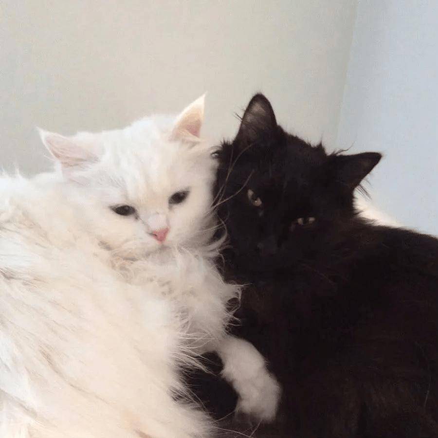 黑猫与白猫,画面太美!