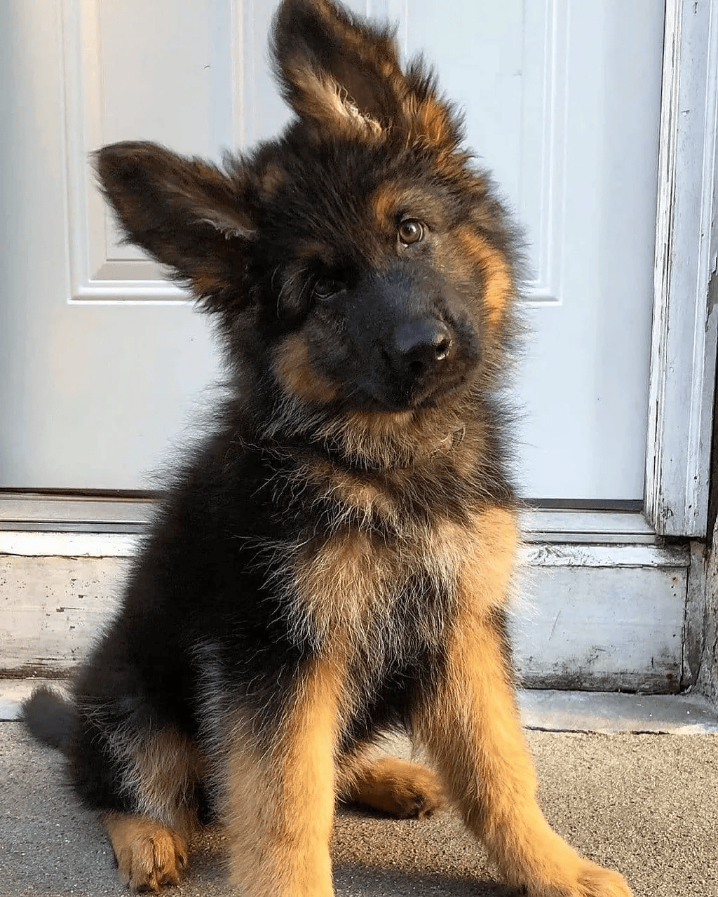 农夫三犬有点萌壁纸图片