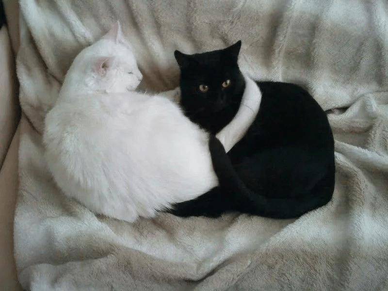 黑猫与白猫,画面太美!