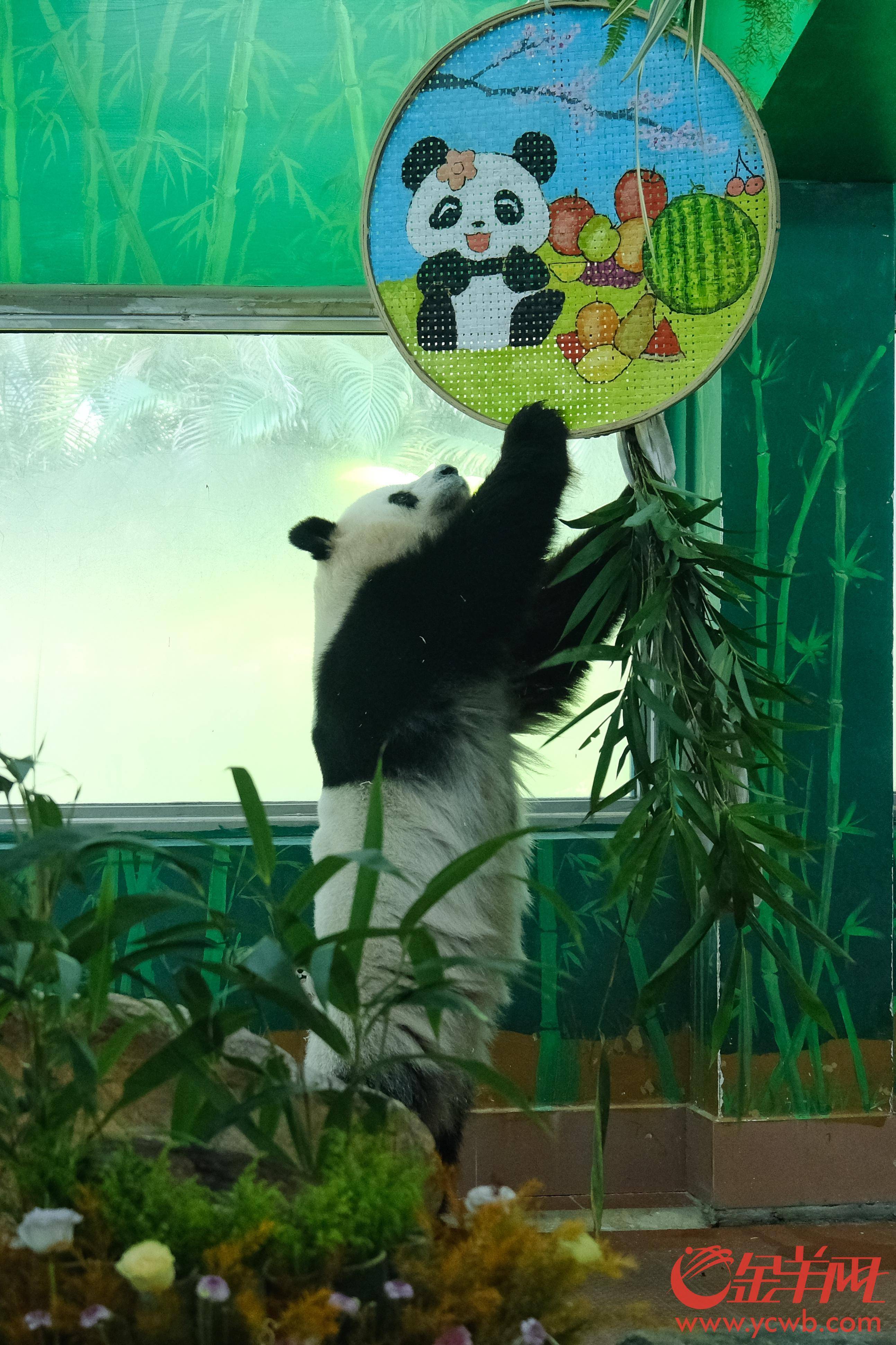 视频 |顶流生日有点甜广州动物园大熊猫兄妹迎来11岁生日会
