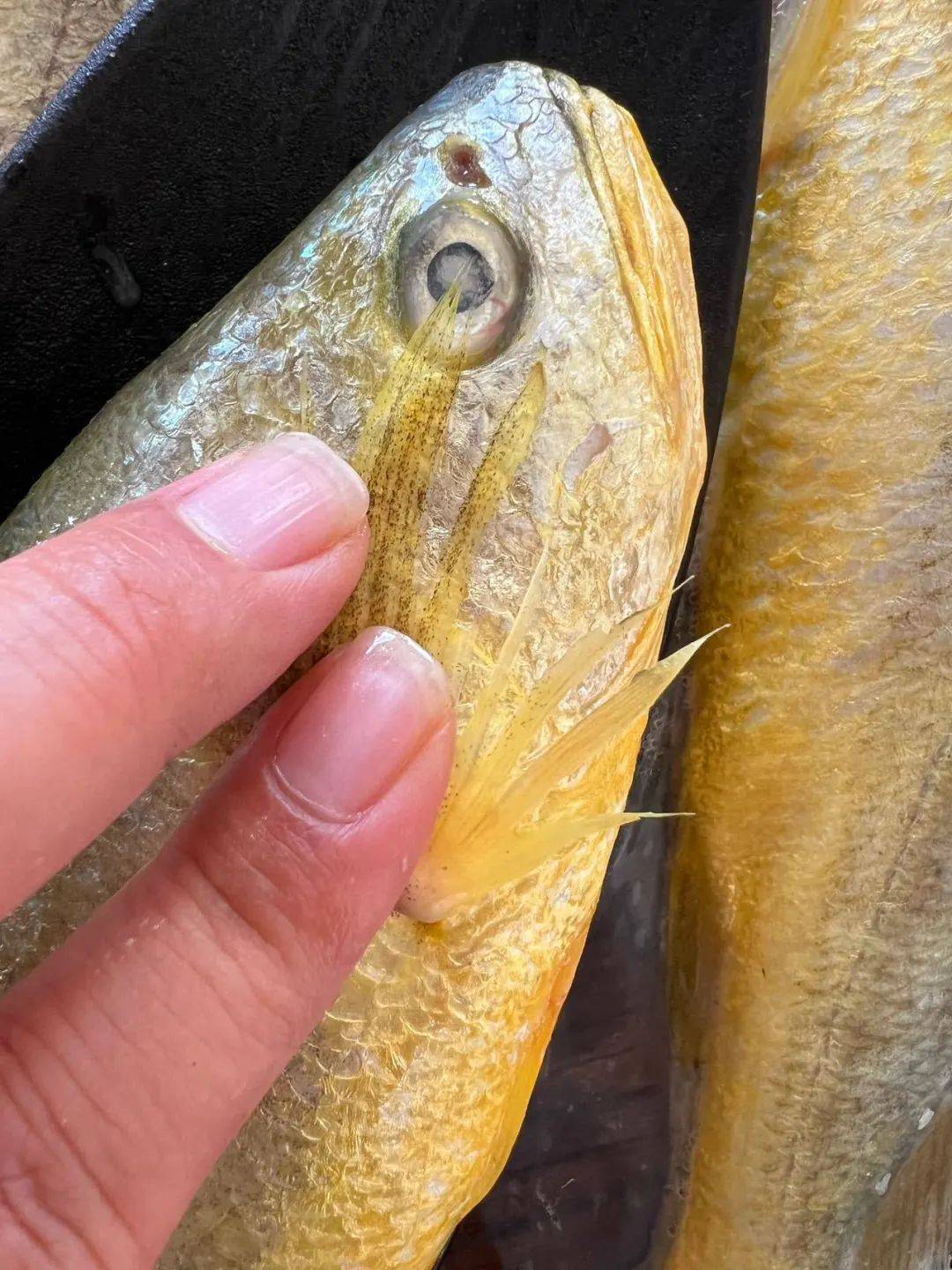 圈养_大黄鱼_冷冻