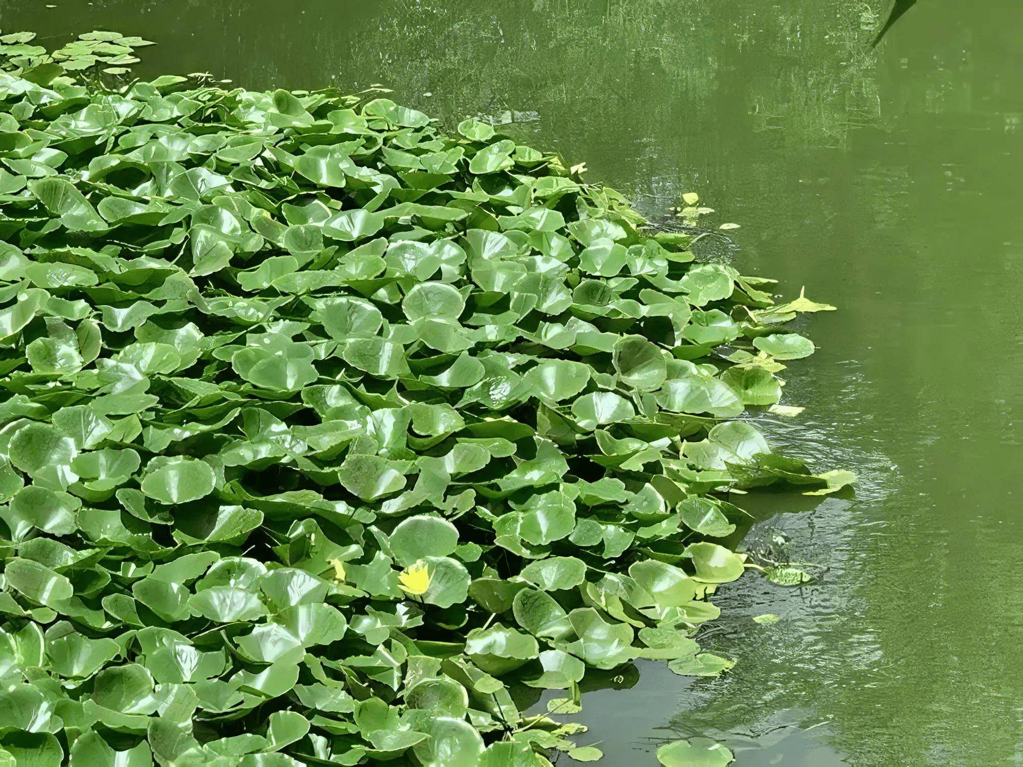 水葫芦弱点太好笑!曾大面积"泛滥成灾",如今被我们一招制住!