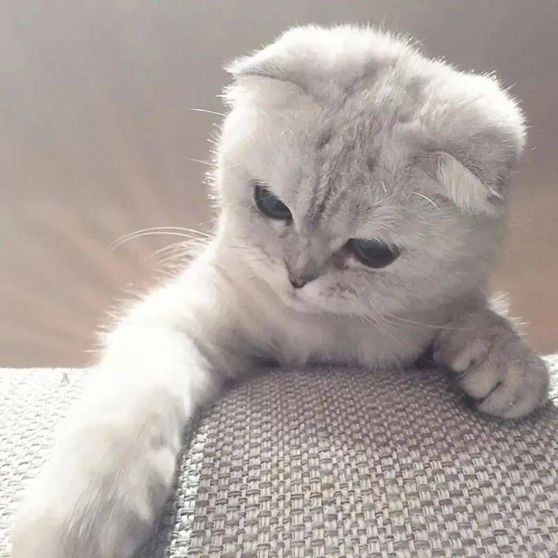 100张可爱猫咪无字表情包|头像