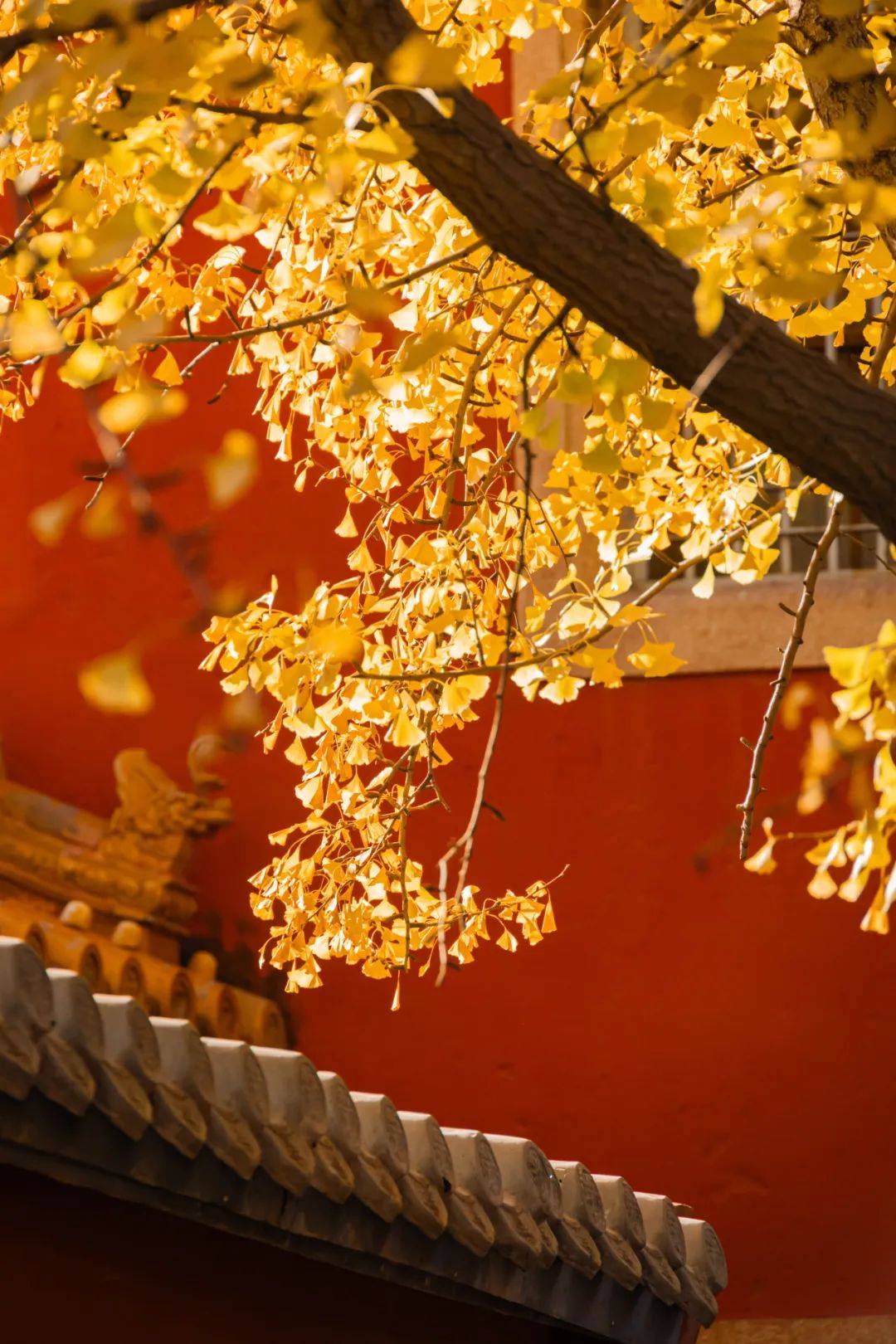 北京的秋天,就这样美得毫不费力~_天安门_中国_故宫