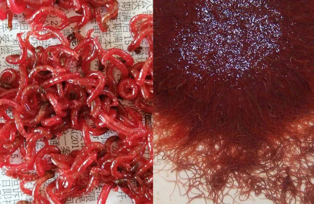 每日一字丨自然篇(虷)_白虹_孑孓_莫吾