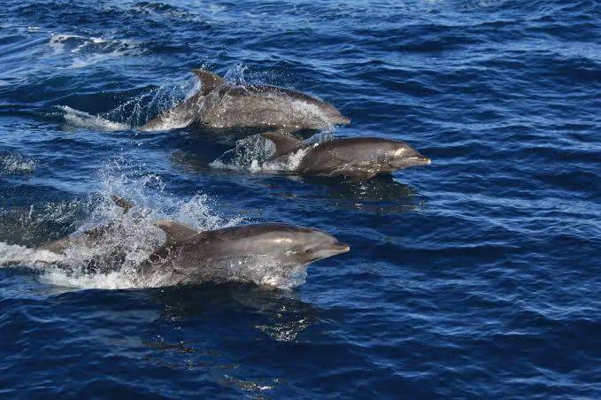 海豚性侵人类！日本渡假胜地被爆48名游客遭硬上…小学生也受害？！