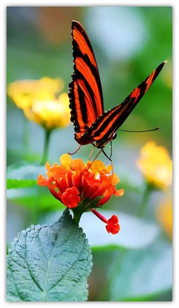 67蝶恋花花蝶一体,花依蝶蝶花共融