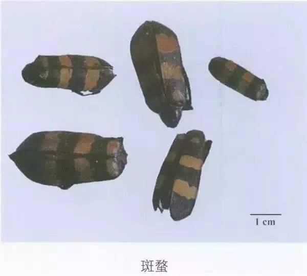 【中药】每日药闻-斑蝥_cm_黄黑小_外用