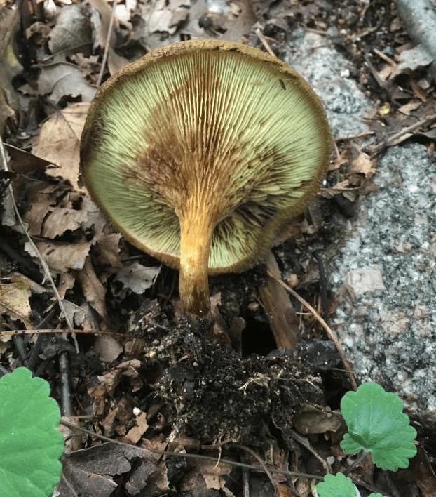 健康知识 揭秘北京地区常见毒蘑菇