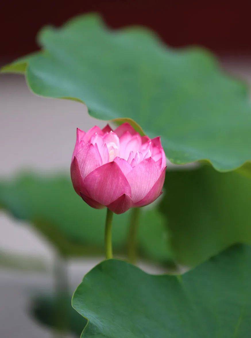 八风不动心，宁静无烦恼，自然日日吉祥！_搜狐网