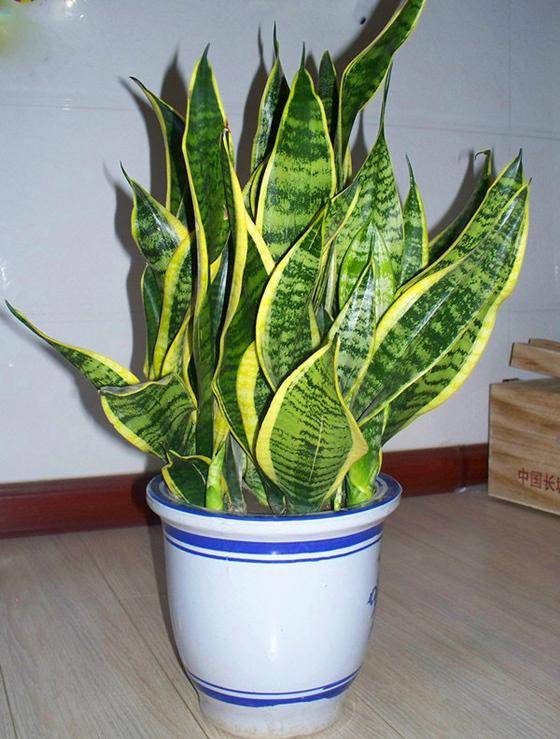 虎皮兰如何度夏有2点很关键叶子颜色更好看每年都爆盆