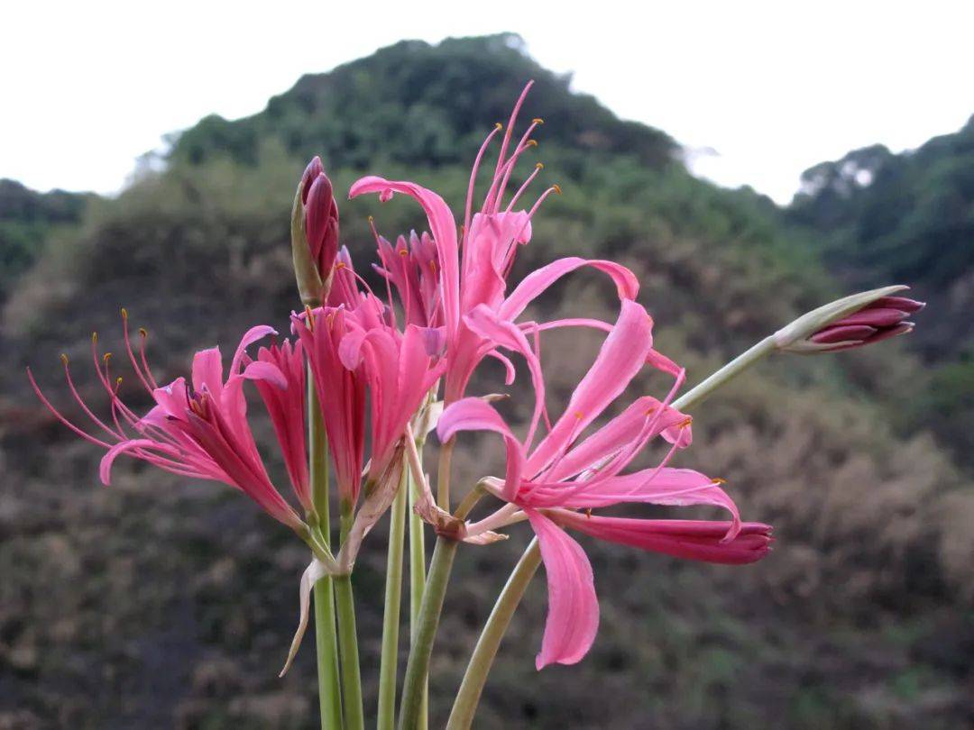 彼岸花发芽开花全过程图片