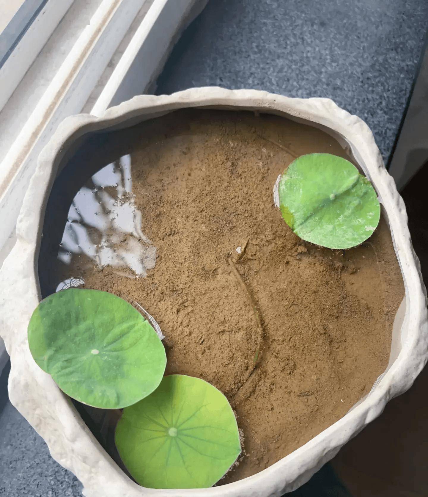 湖北一姑娘,用1粒种子种出了一片"荷塘",仙气飘飘,好治愈