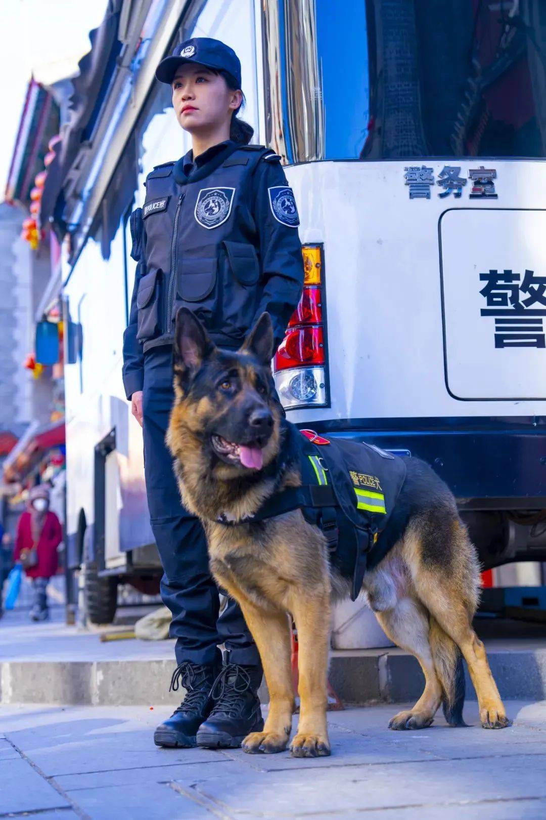 德牧警犬图片图片