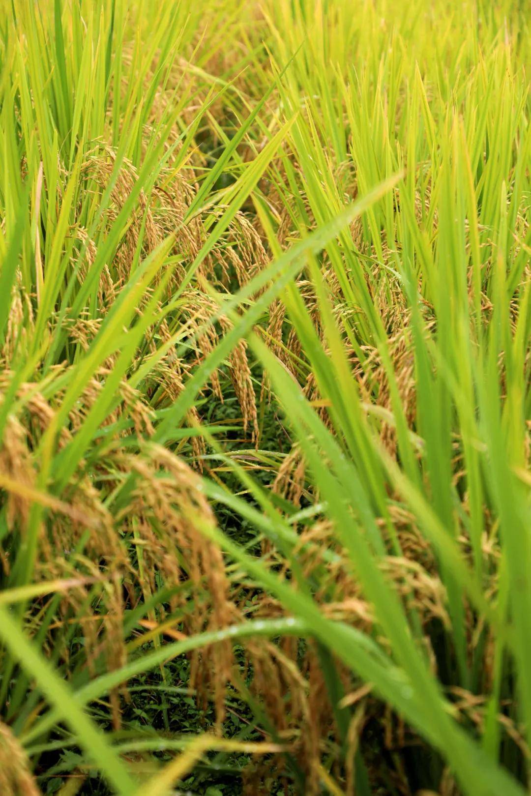 又"稻"一年好时节,丰收画卷醉人心～_稻田_稻穗_种植