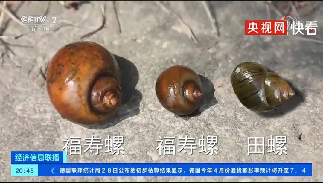 内寄生虫之多,普遍在3000—6000条,最让人害怕的一种叫"广州管圆线虫"