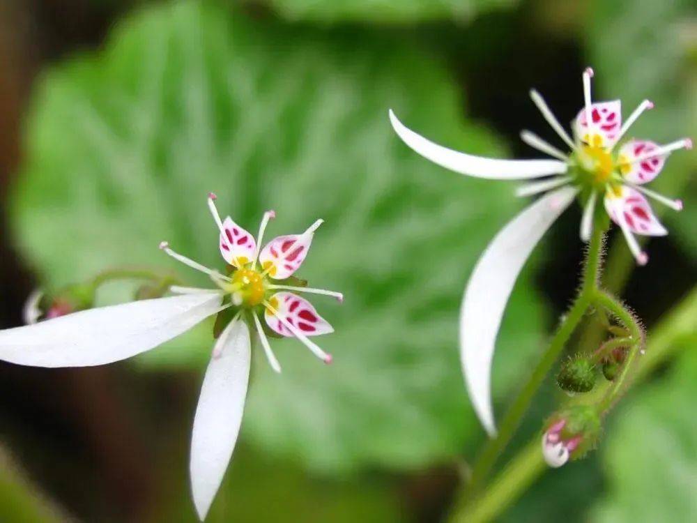 草木辞之虎耳草