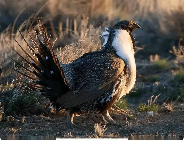 艾草松鸡性感胸肌,"d罩杯"兜不住,求偶时疯狂抖动考验持久力