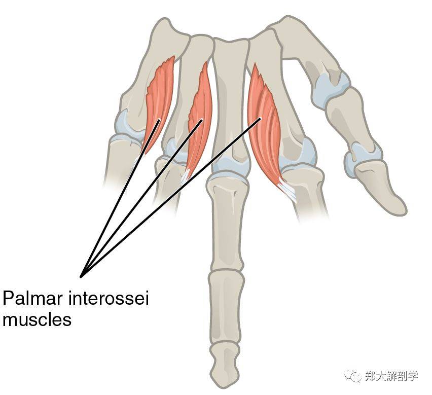 骨间掌侧肌