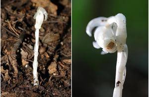 南阳宝天曼发现珍稀植物水晶兰_自然保护区_栖息地_物种