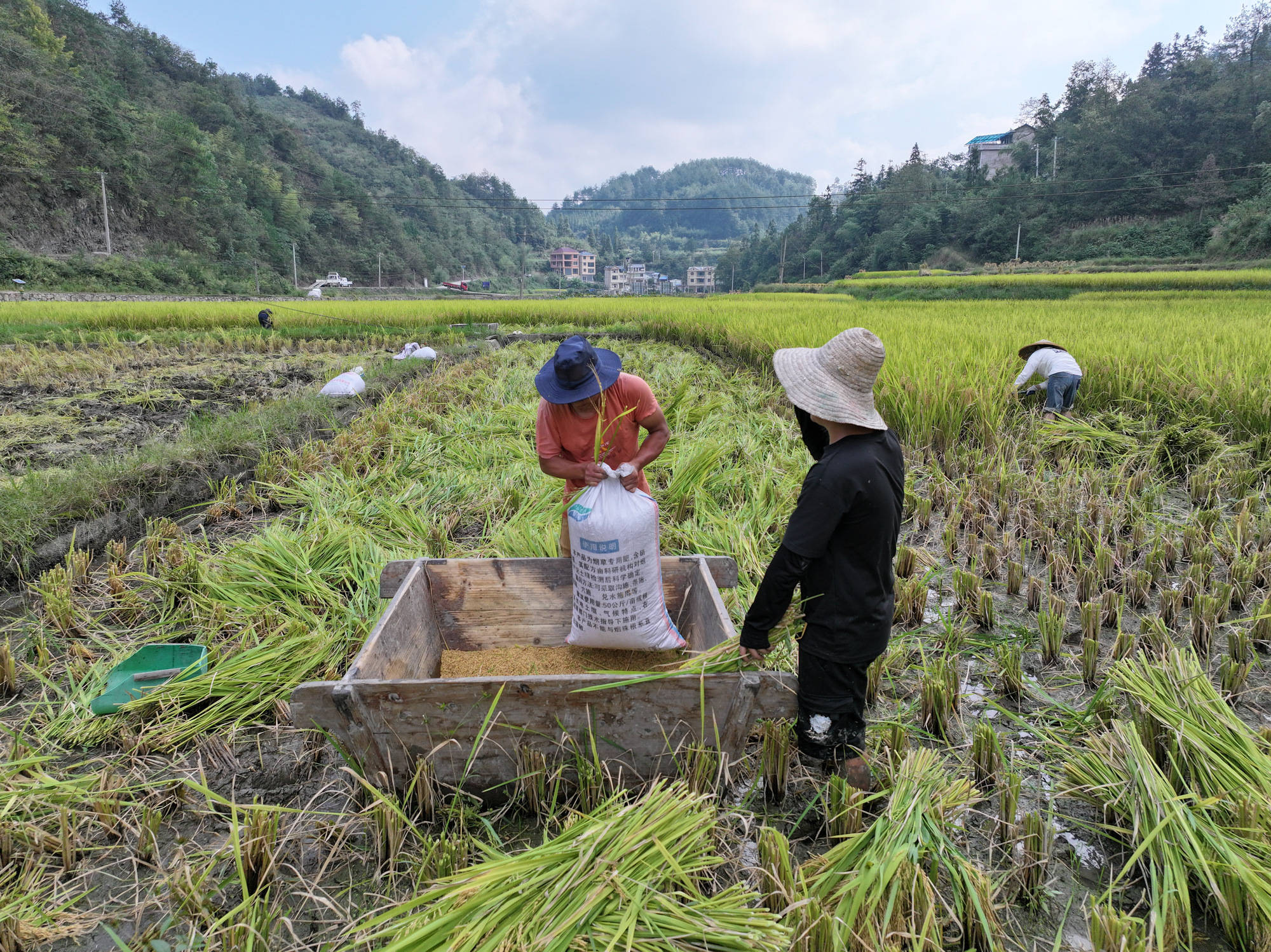 水稻收割现场(镇远县融媒体中心供图)"今年我种了5到6亩地,收成不错