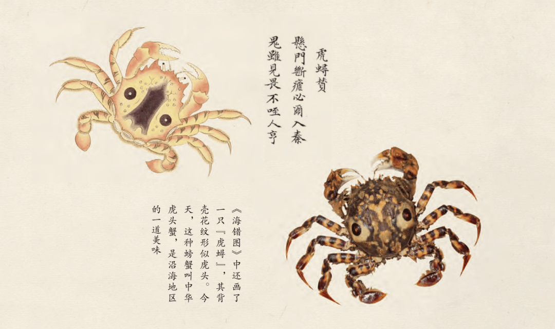 《海错图笔记》收官,"无穷小亮"9年打造,中国原创自然科普!