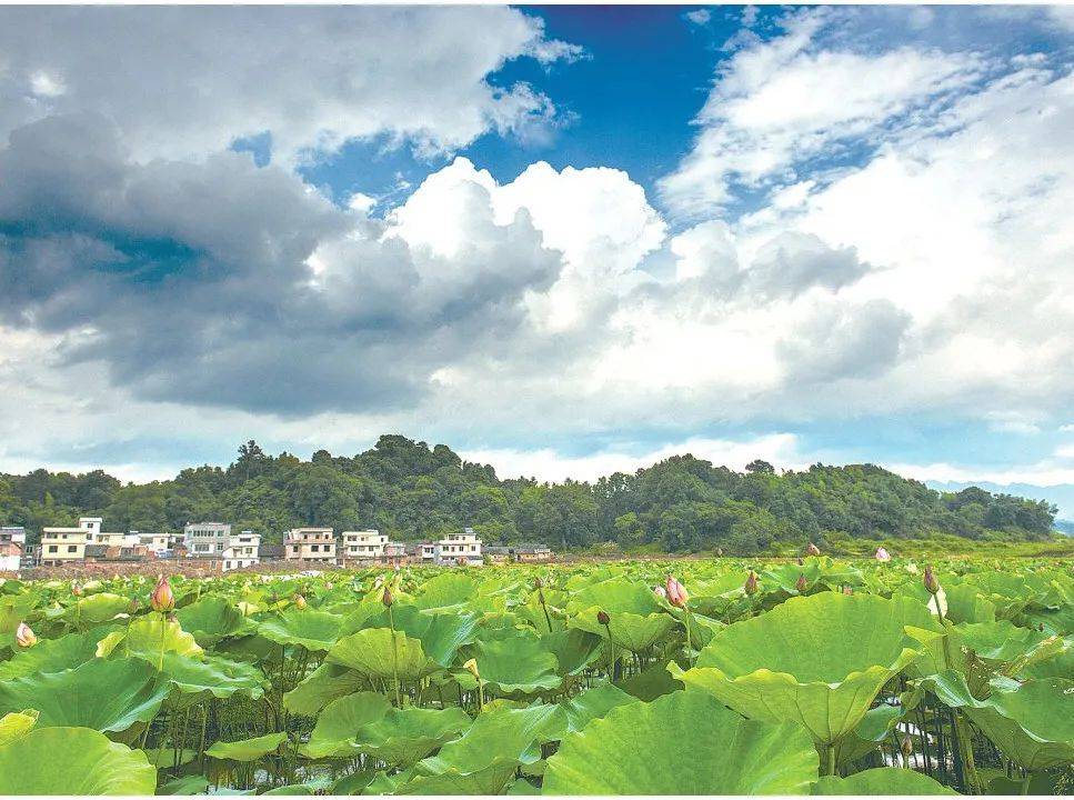 近年来,连州市龙坪镇松柏片区人大代表联络站紧扣省委"1310"具体部署