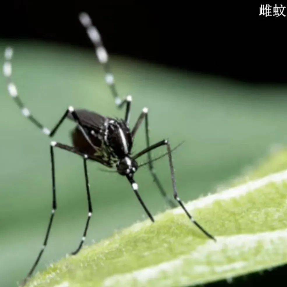 登革热疫情防控,科学灭蚊是关键_搜狐网