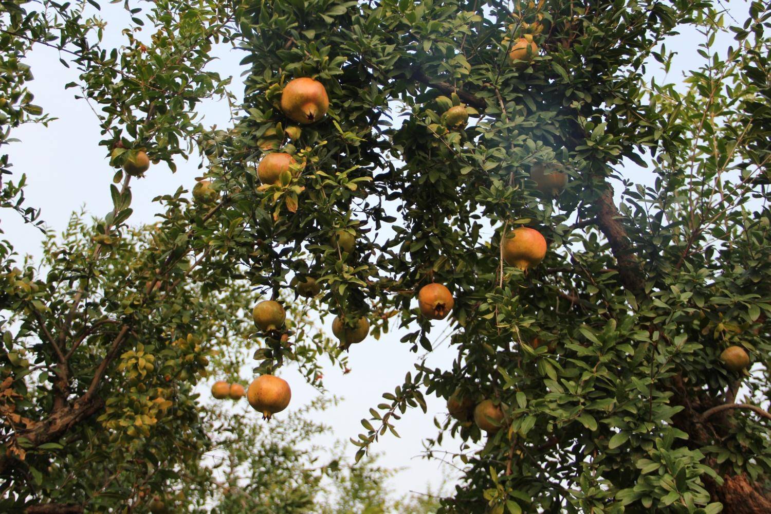 金牛山长出"金豆子"!平顶山卫东区万亩石榴园喜获丰收