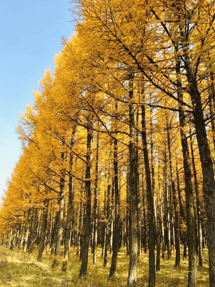 坝上金秋全景 | 国庆4期 木兰围场-塞罕坝-大峡谷-乌兰布统草原秋摄