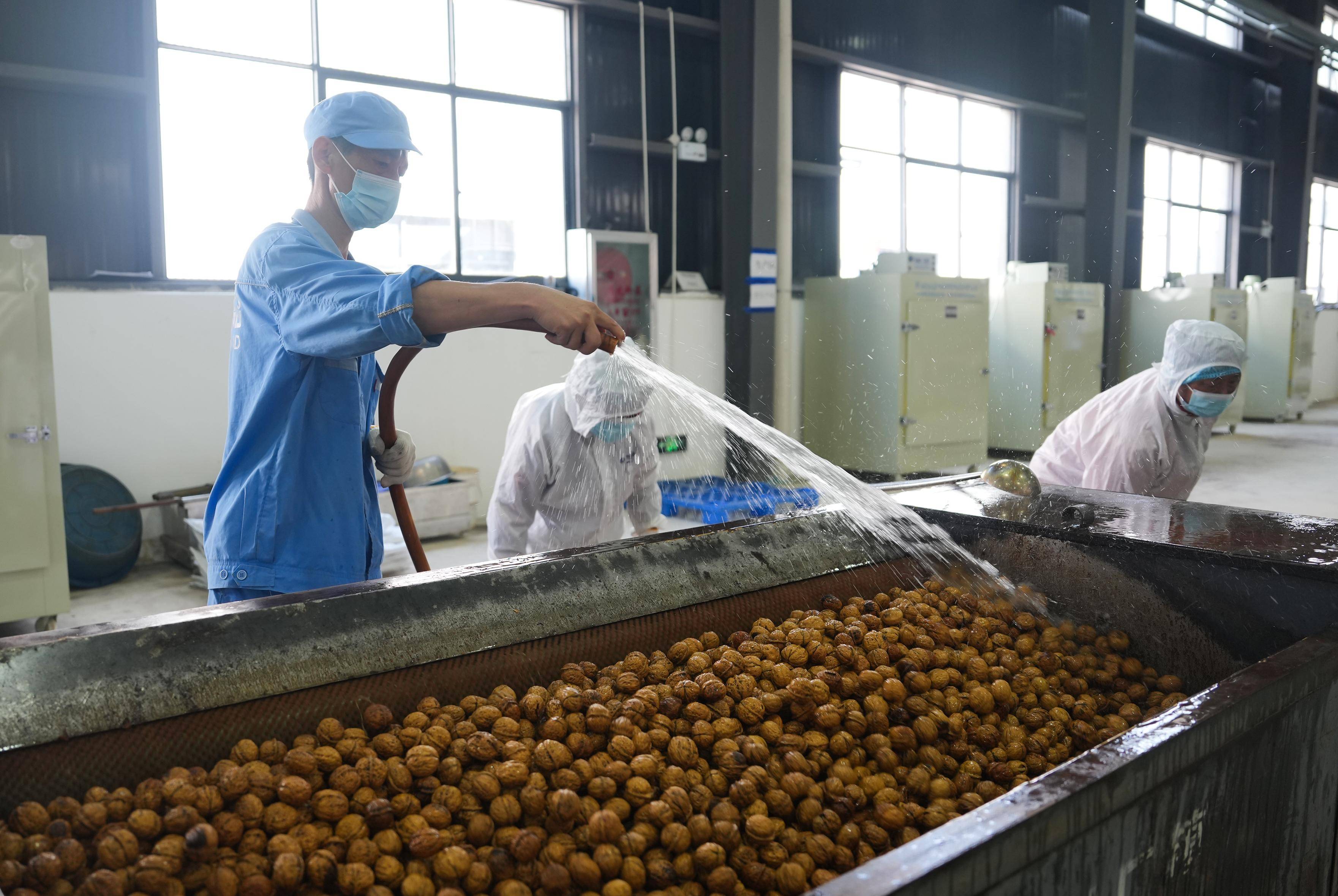 云南永平:核桃迎丰收 加工生产忙