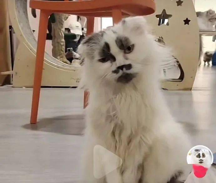这猫咪真可爱，跟鬼一样！_搜狐网