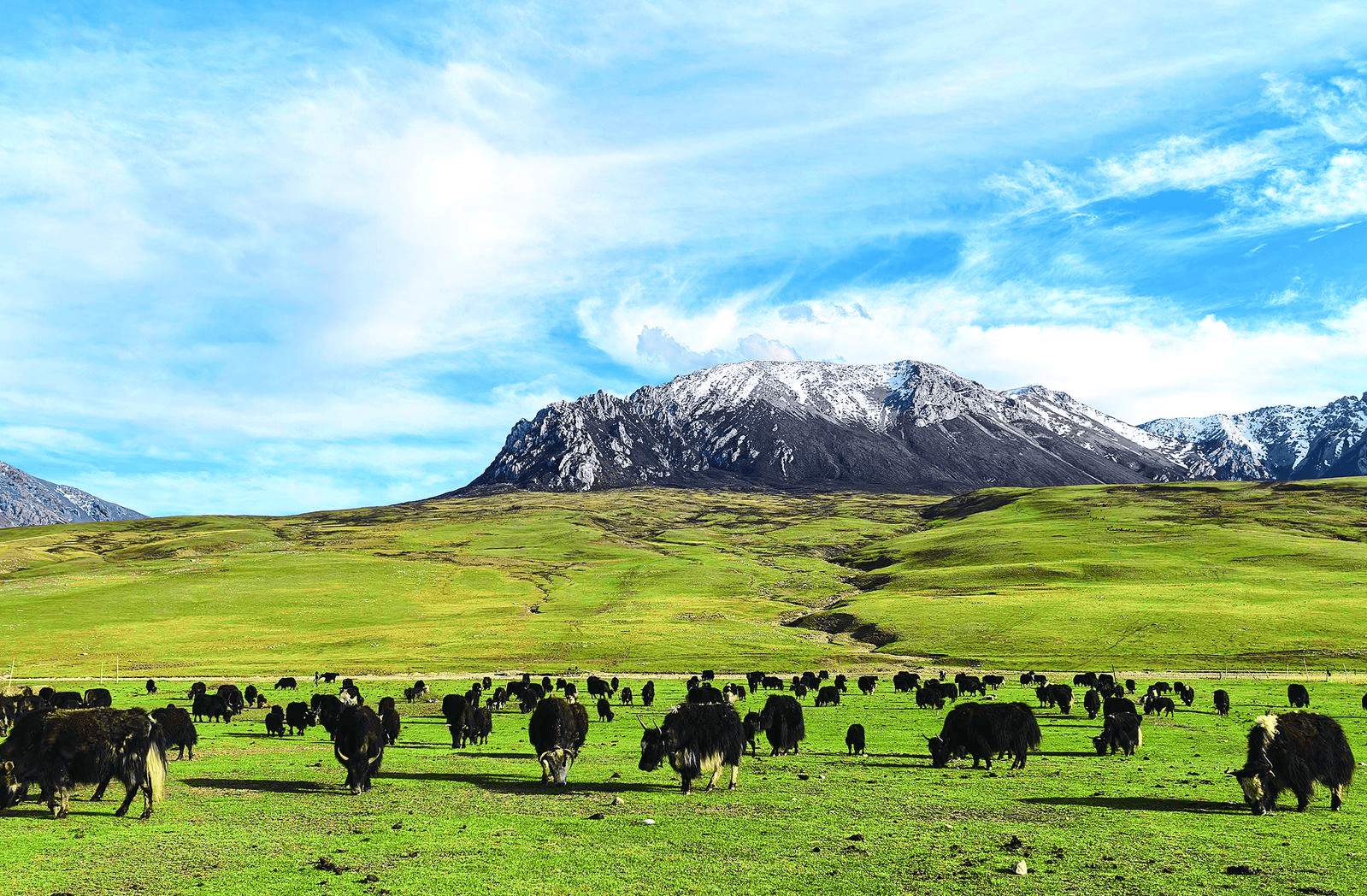 余晖 摄)九月,江源大地绿意尚未全完退去,悠悠牧场上,牛羊遍地,高原
