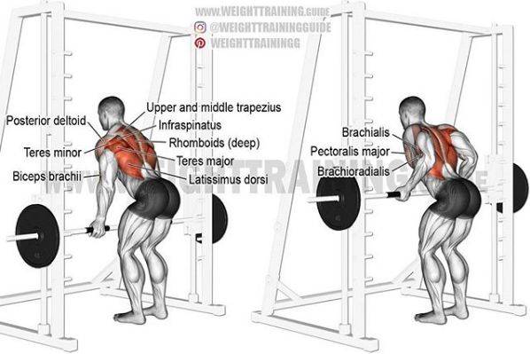 哑铃_肌肉_杠铃