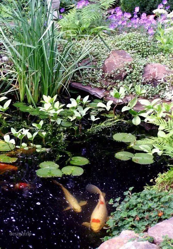 67面朝庭院,心向池鱼,美矣!