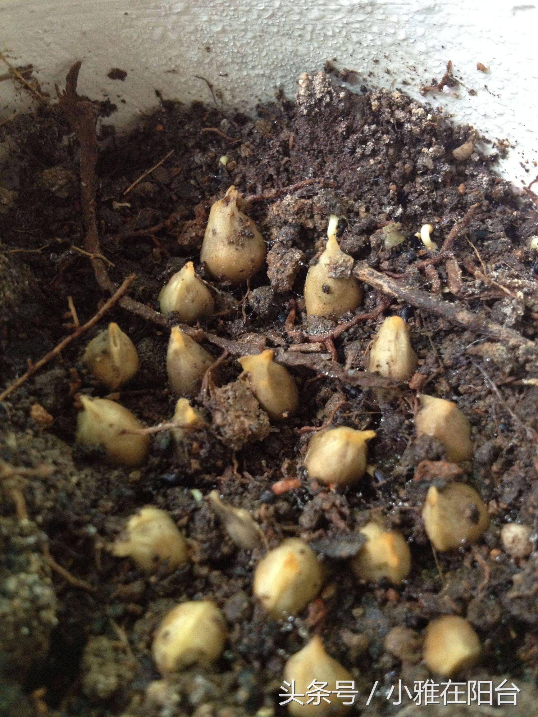 发芽长成树苗了,万一结出小橘子呢_花盆里_栀子花_盆栽