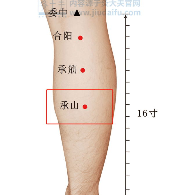 大腿窝的位置示意图图片