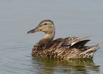 新胜仔姜恋上鸭备受青年人喜爱是养生与时尚的结合口感丰富,麻辣咸鲜