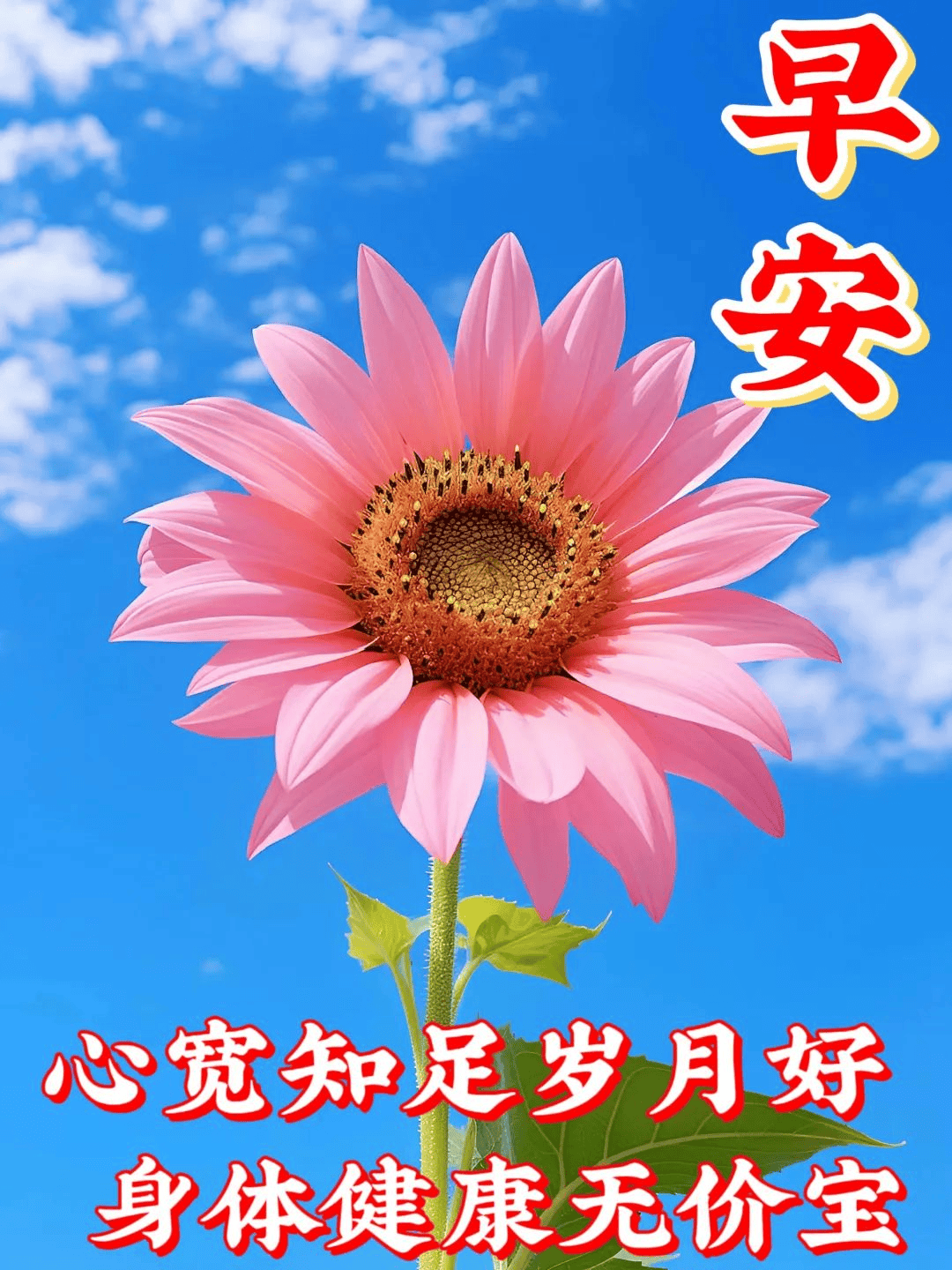 最漂亮鲜花早上好图片图片