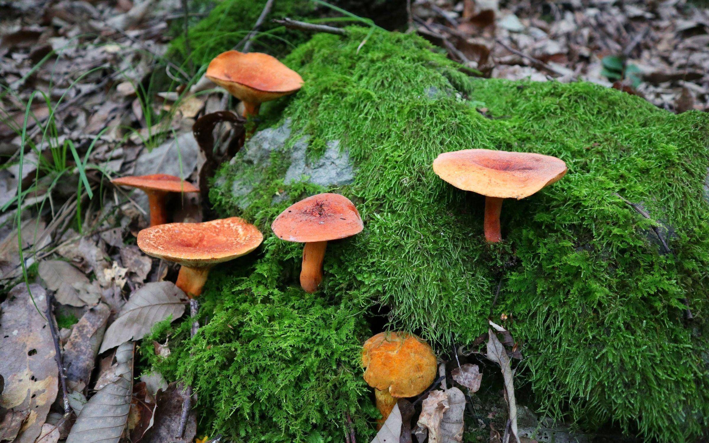 这种"毒螺蛳"还有人吃!50岁大叔吃后呼吸衰竭,家里有的赶紧丢