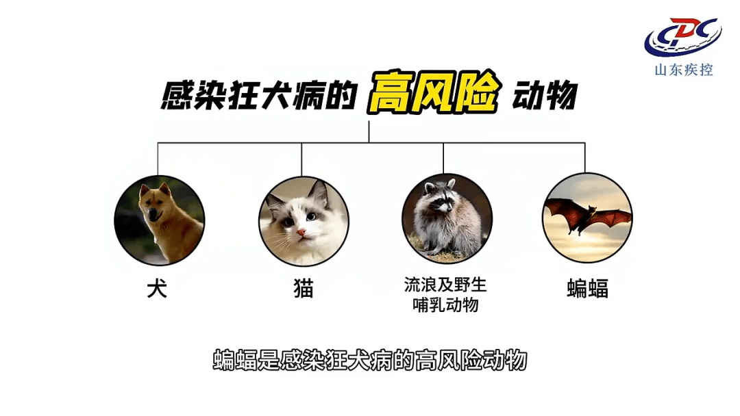 狂犬病的潜伏期图片