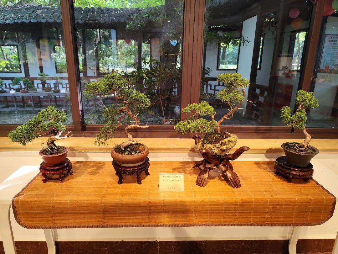 近百盆海派盆景即将展出,快来一饱眼福